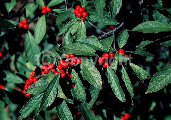 White blooms; Deciduous; North American Native