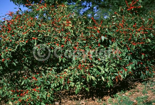 White blooms; Deciduous; North American Native