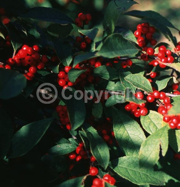White blooms; Deciduous; North American Native