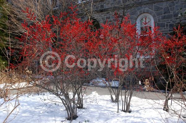 White blooms; Deciduous; North American Native