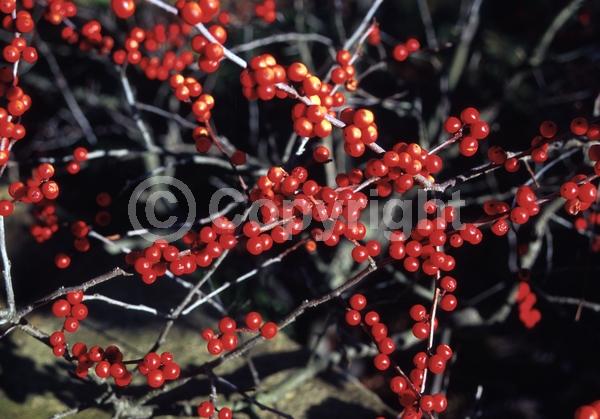 White blooms; Deciduous; North American Native