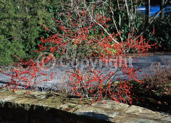 White blooms; Deciduous; North American Native