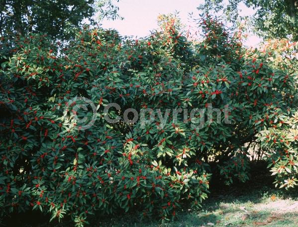 White blooms; Deciduous; North American Native