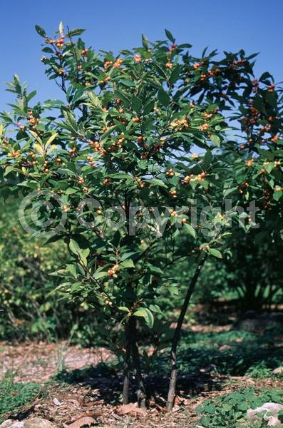 White blooms; Deciduous; North American Native