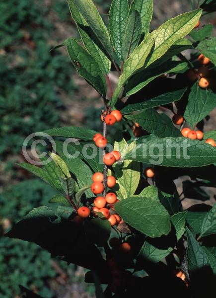 White blooms; Deciduous; North American Native
