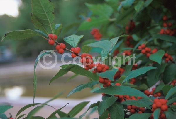 White blooms; Deciduous; North American Native