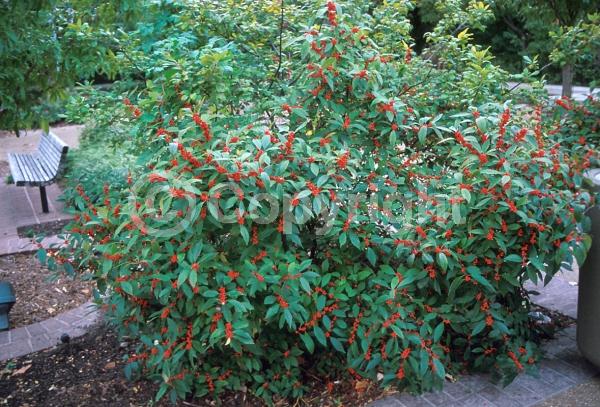 White blooms; Deciduous; North American Native