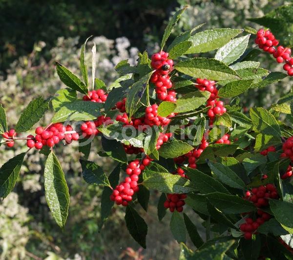 White blooms; Deciduous; North American Native