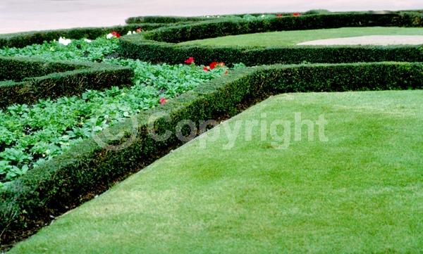 White blooms; Evergreen; North American Native