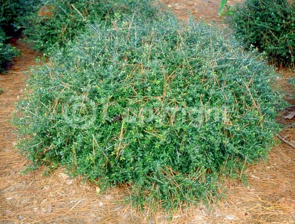 White blooms; Evergreen; North American Native