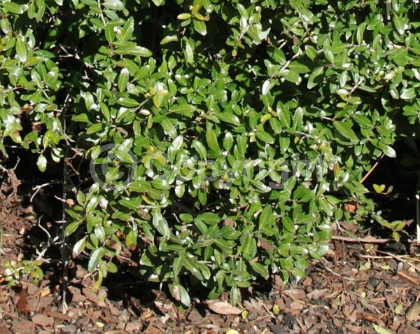 White blooms; Evergreen