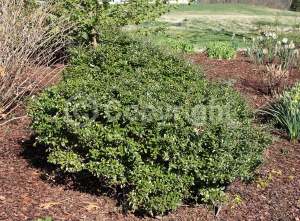 White blooms; Evergreen