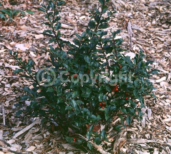 White blooms; Evergreen