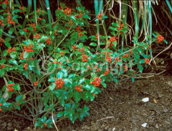 White blooms; Evergreen