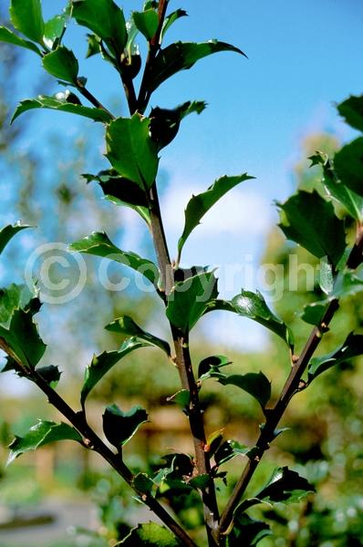 White blooms; Evergreen