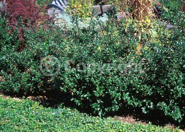 White blooms; Evergreen