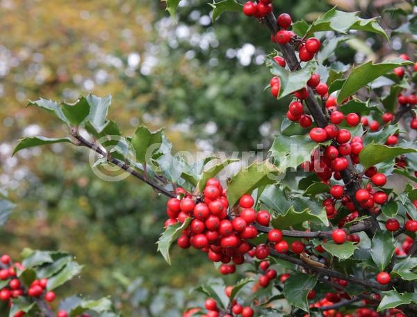 White blooms; Evergreen