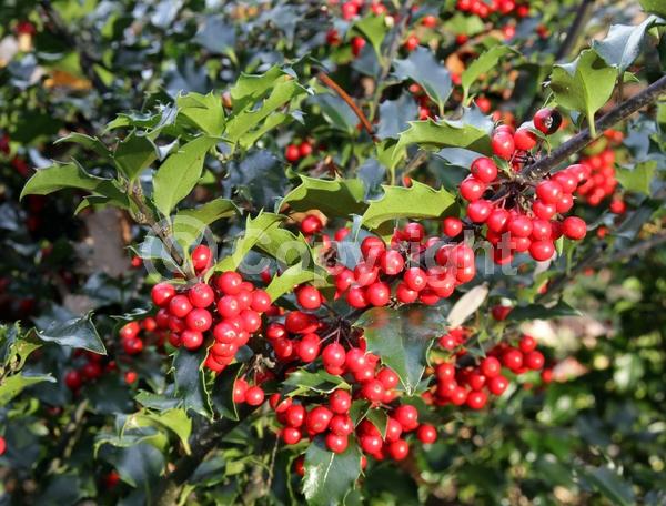 White blooms; Evergreen