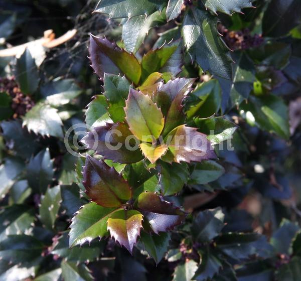 White blooms; Evergreen