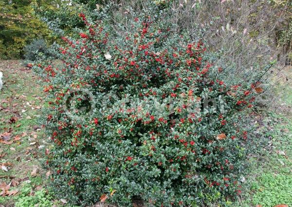 White blooms; Evergreen