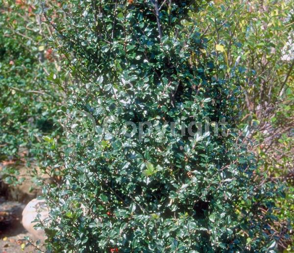 White blooms; Evergreen