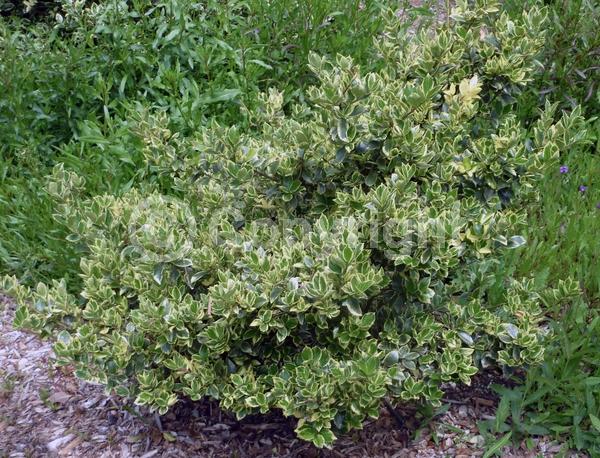 White blooms; Evergreen