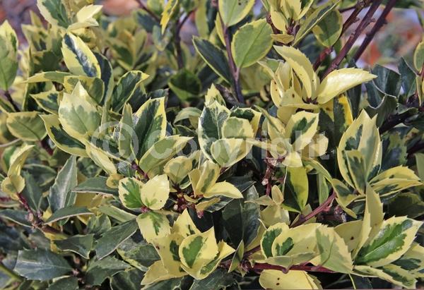 White blooms; Evergreen