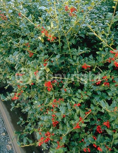White blooms; Evergreen; Broadleaf