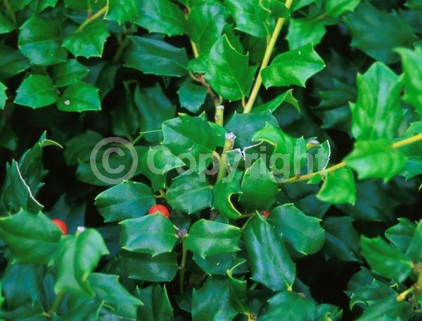 White blooms; Evergreen; Broadleaf