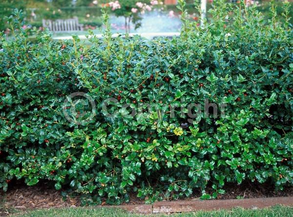 White blooms; Evergreen; Broadleaf