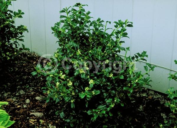 White blooms; Evergreen; Broadleaf