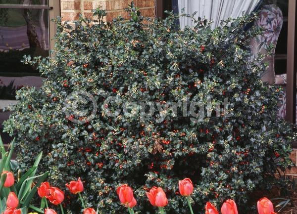 White blooms; Evergreen