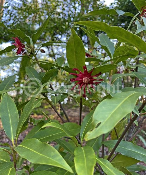 Red blooms; Evergreen
