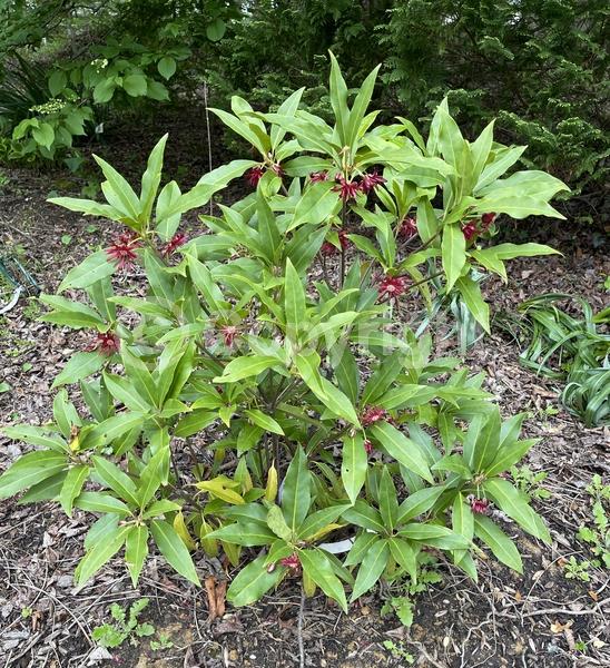 Red blooms; Evergreen