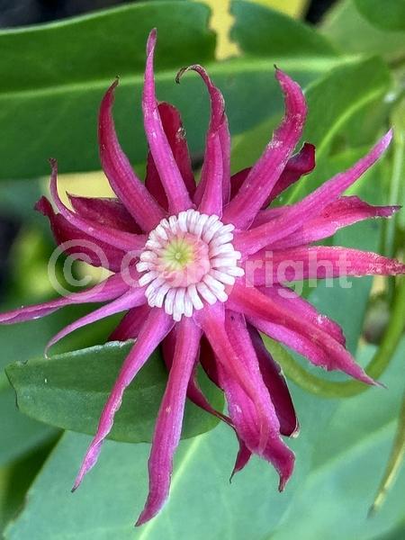 Red blooms; Evergreen