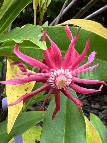 Red blooms; Evergreen