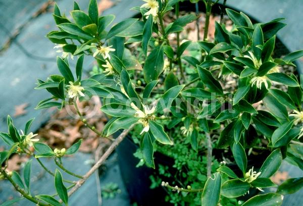 Yellow blooms; White blooms; Evergreen; Needles or needle-like leaf