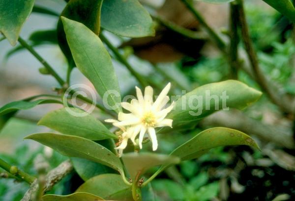 Yellow blooms; White blooms; Evergreen; Needles or needle-like leaf