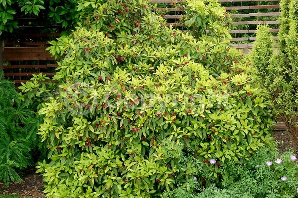 Red blooms; Purple blooms; Pink blooms; Evergreen; North American Native