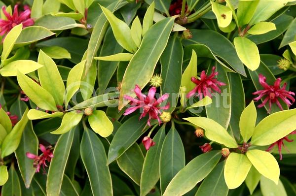 Red blooms; Purple blooms; Pink blooms; Evergreen; North American Native