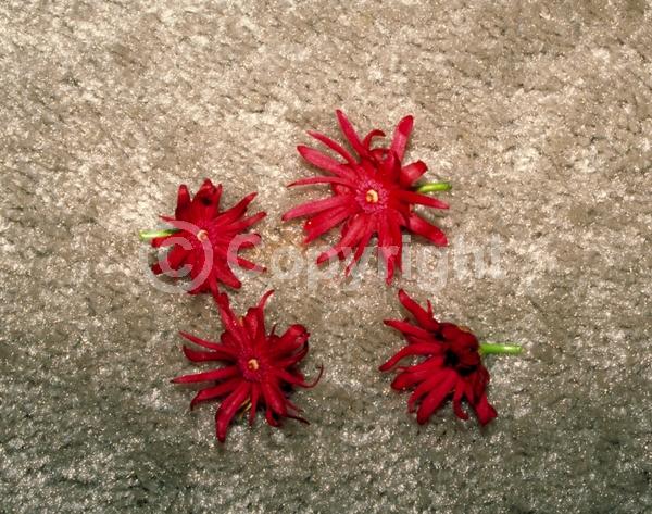 Red blooms; Purple blooms; Pink blooms; Evergreen; North American Native