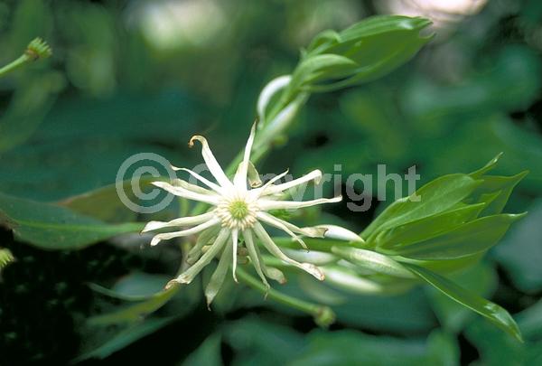 White blooms; Evergreen; Needles or needle-like leaf; North American Native