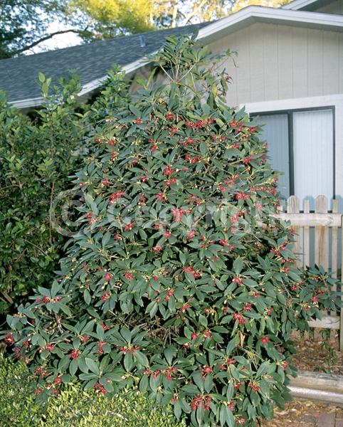 Red blooms; Purple blooms; Pink blooms; Evergreen; North American Native
