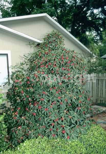 Red blooms; Purple blooms; Pink blooms; Evergreen; North American Native
