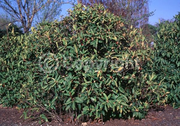 Red blooms; Purple blooms; Pink blooms; Evergreen; North American Native