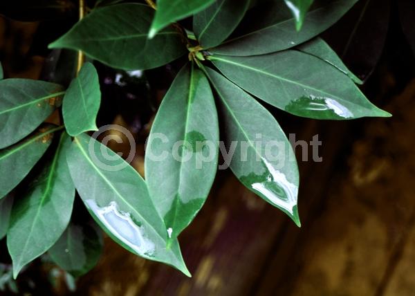 Red blooms; Purple blooms; Pink blooms; Evergreen; North American Native