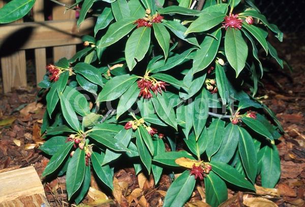 Red blooms; Purple blooms; Pink blooms; Evergreen; North American Native