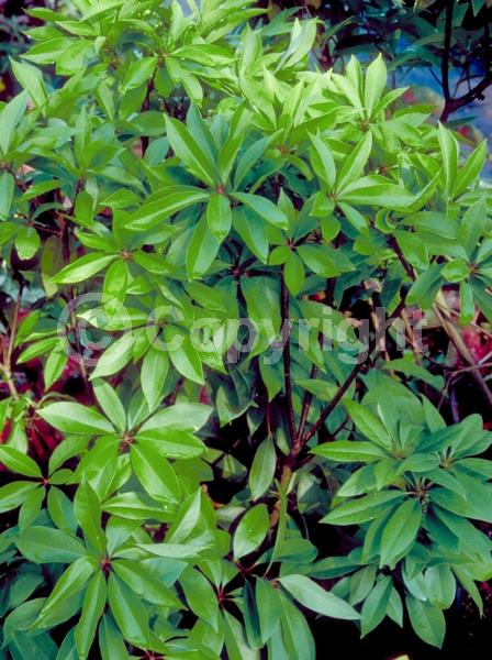 Red blooms; Purple blooms; Pink blooms; Evergreen; North American Native