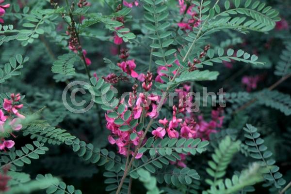 Pink blooms; Deciduous