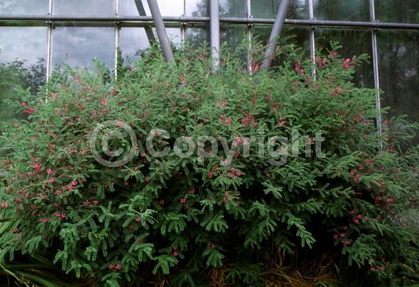 Pink blooms; Deciduous